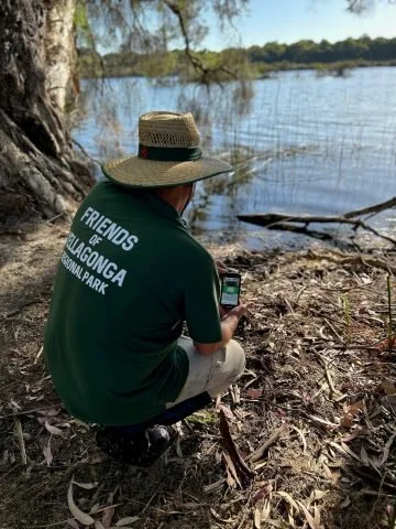 Acting Friends of Yellagonga Regional Park Chairperson, Guy Austin-Crowe, using TurtleSAT app at Yellagonga Regional Park