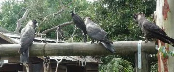 Black Cockies in garden