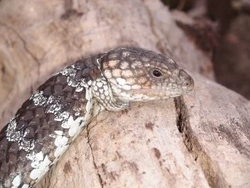 Image of a small Bobtail lizard