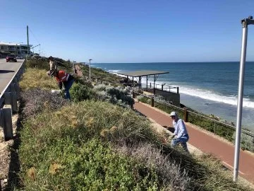 Volunteers have been very successful in controlling weeds along our coastline.