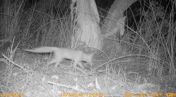 Fox caught on wildlife camera in Yellagonga Regional Park