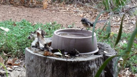 Grey Fantail image