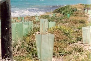 Iluka Foreshore in 2004 before restoration