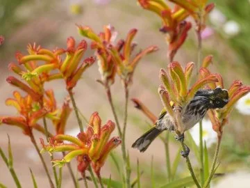 A New Holland Honeyeater enjoying the wonderful wildflowers of Warwick Bushland.