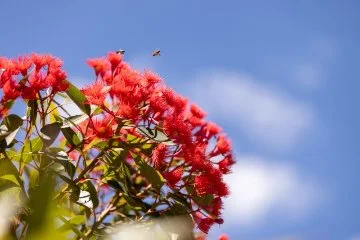  Melanie’s Red Flowering Gum street tree that was supplied and installed by the City