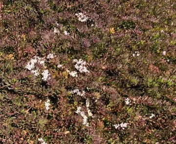 Groundcovers like Myoporum insulare prostrate are a fantastic lawn alternative and a great way to paint your garden with bright colours with little maintenance.