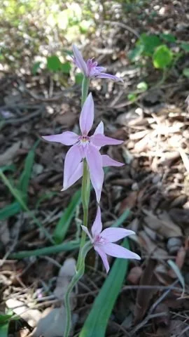 Native orchids image