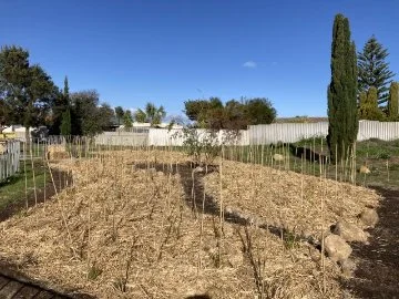 Miyawaki forests mature up to 10 times faster than traditional planting methods. The Poseidon Primary School Miyawaki forest was planted in August 2022.