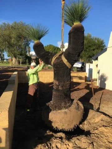 The beautiful 300-year-old grass tree is a feature of their waterwise verge garden.