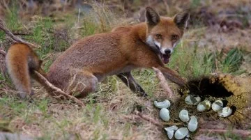 Turtle eggs predated by a fox