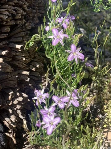 Twining Fringed Lily is a local waterwise native species supporting our amazing pollinators.