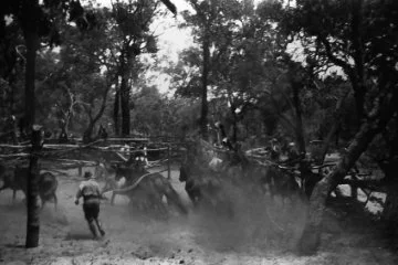 Bumby roundup Lake Goollelal ca. 1923