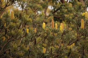 Banksia