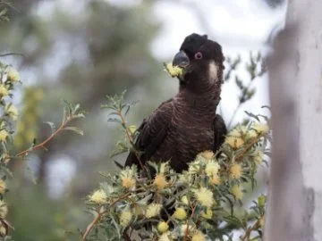 Cockatoo