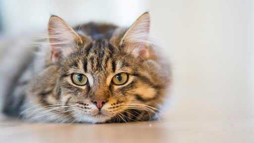 Discovery Session - Happy cats and wildlife