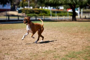 Animal exercise areas