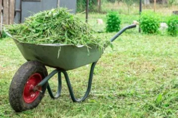 Photo of grass cuttings in a whellbarrow