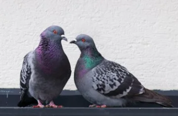 Pigeons