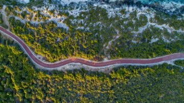 Aerial image of coastal trees