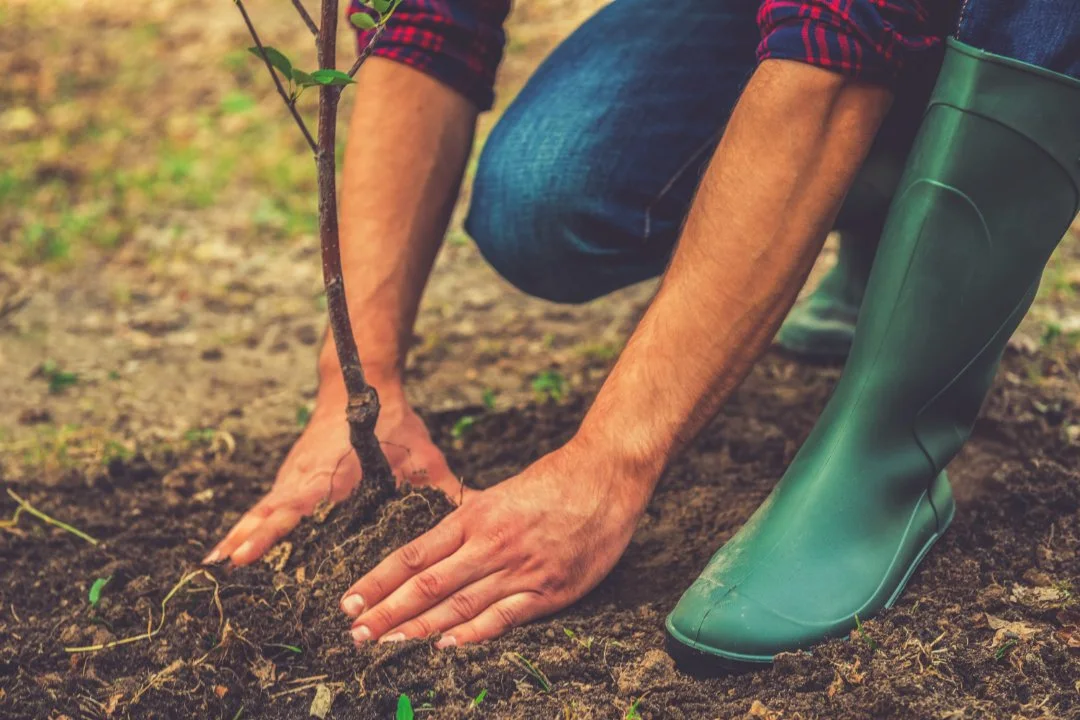 Trees being planted