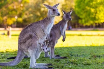 kangaroo image