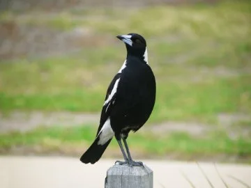 Magpies image