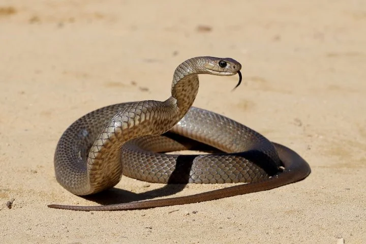 snake image