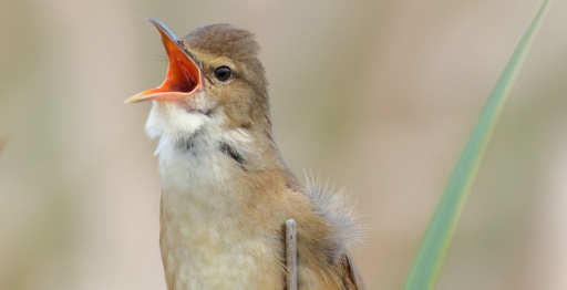 Little bird sitting on a branch