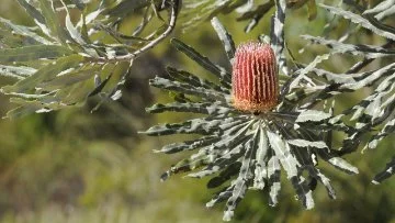 City announced as a finalist in Banksia Foundation Sustainability Awards